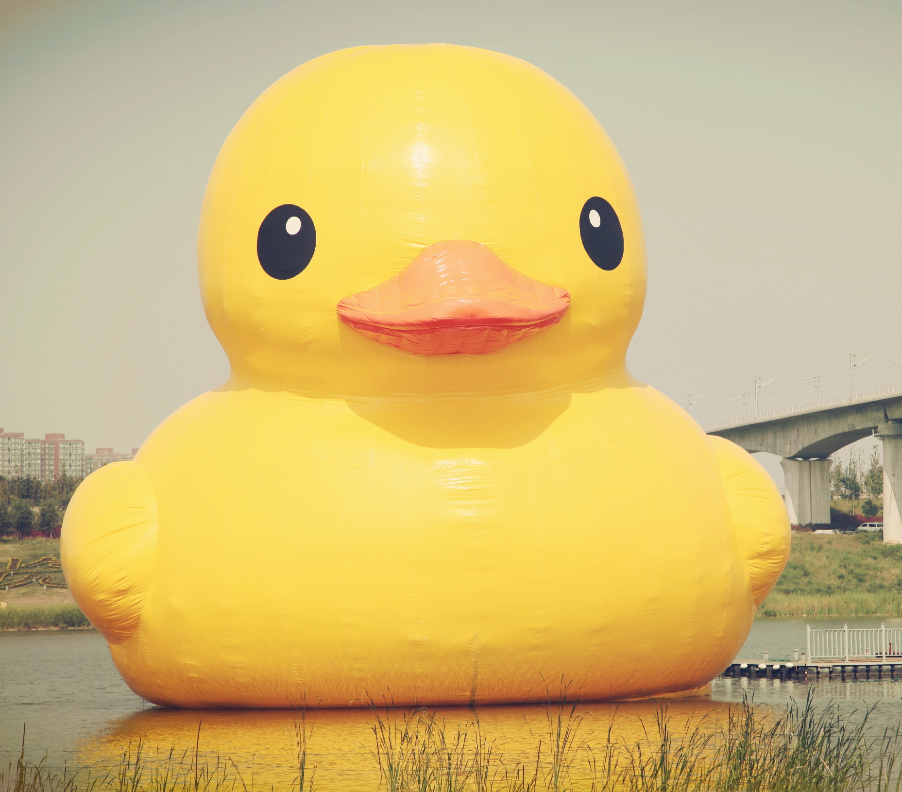 这个秋季，来东营赏红毯，看大黄鸭，品大闸蟹！