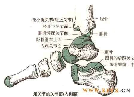 足球运动中踝关节扭伤如何处理,足球运动中踝关节损伤原因