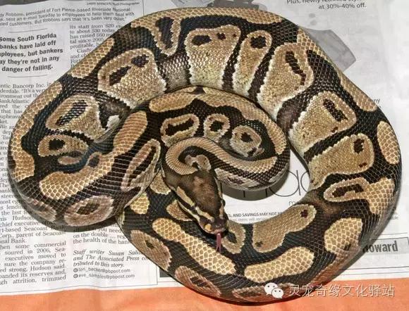 球蟒基因图鉴入门,球蟒基因品系大全