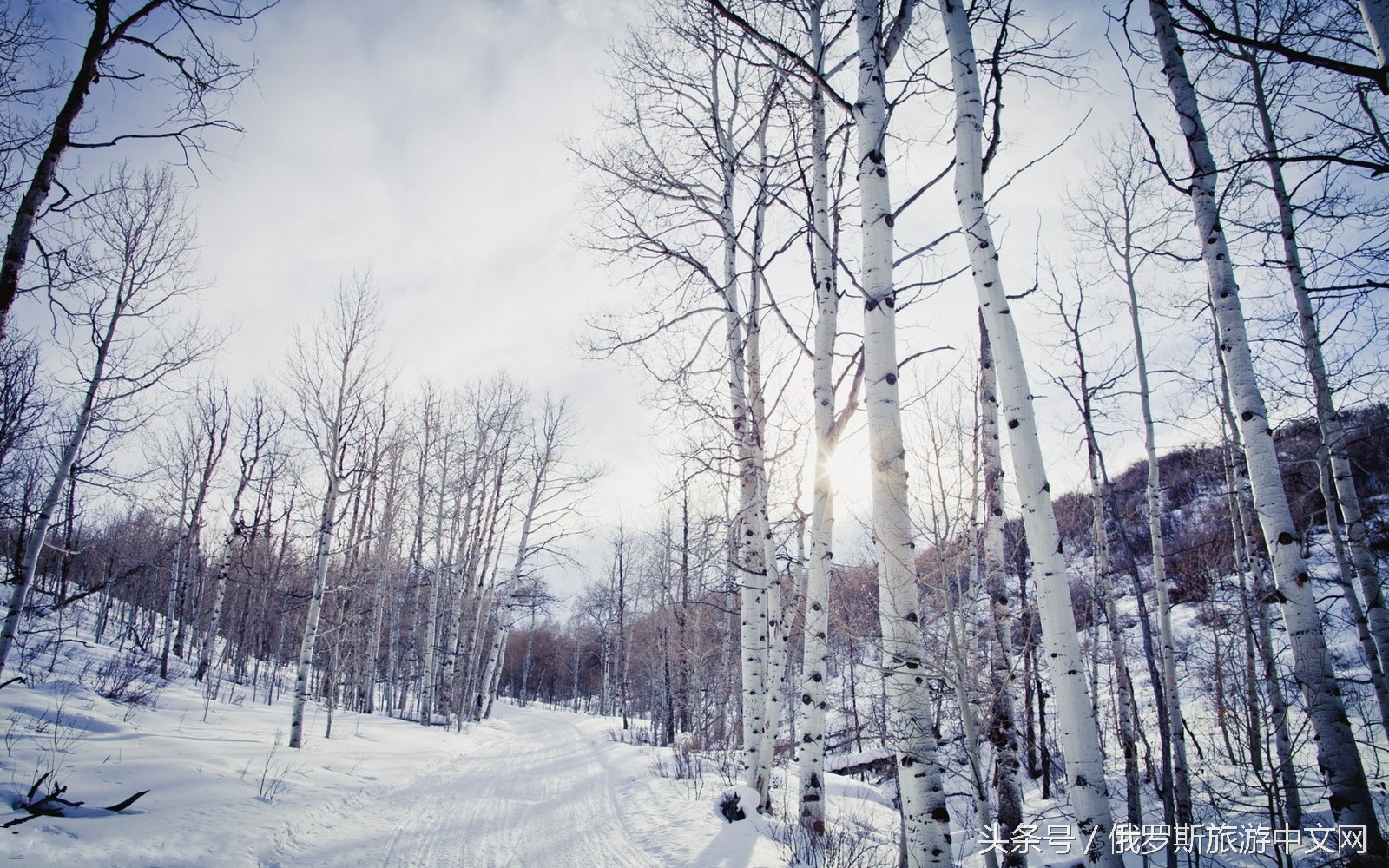俄罗斯白桦林四季风情,俄罗斯白桦林树茸