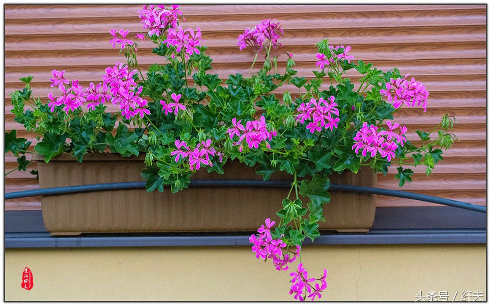 姹紫嫣红入夏来,姹紫嫣红等你来