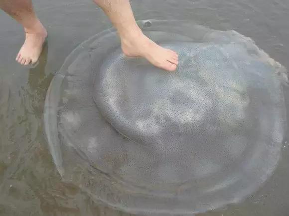 象山石浦渔港古城开渔节,开渔节暨海鲜美食文化旅游节