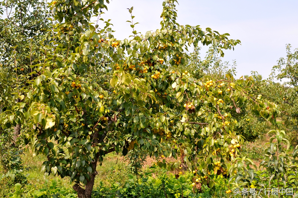 寒富苹果节简介,沈阳附近哪有采摘苹果的地方