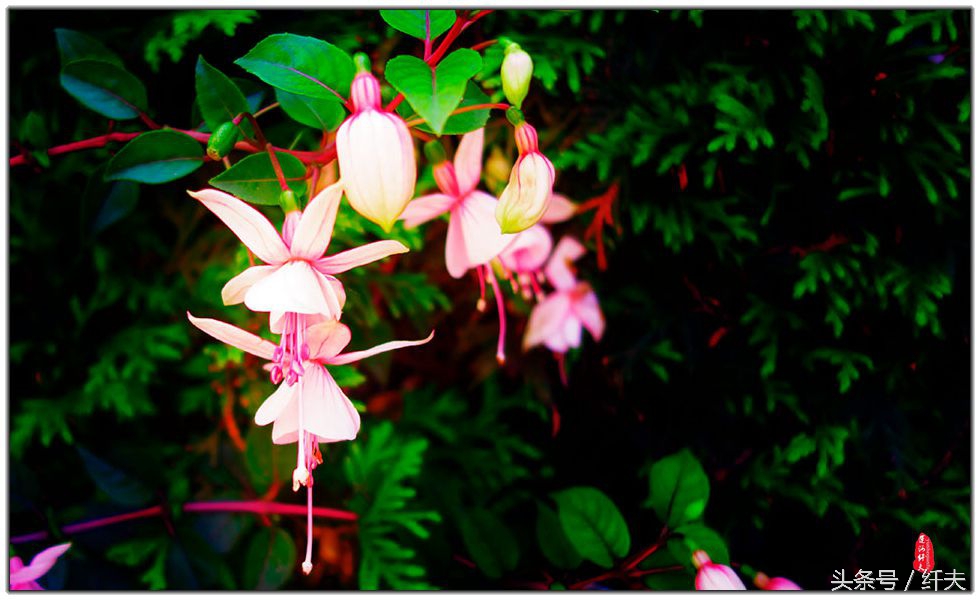 姹紫嫣红入夏来,姹紫嫣红等你来