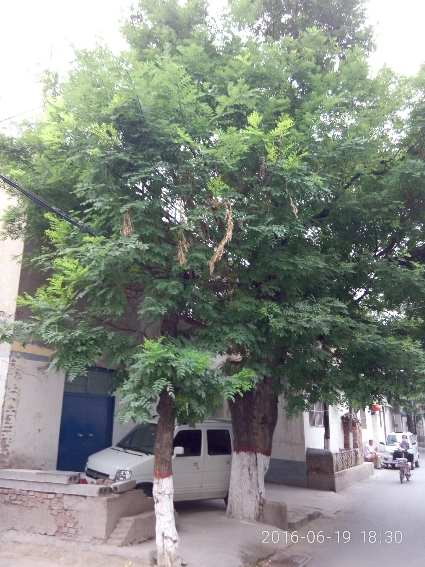 河南千年以上的古树在哪里,安阳十大奇特古树