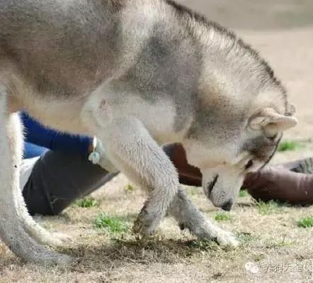小狗刨洞,小狗刨洞是怎么回事