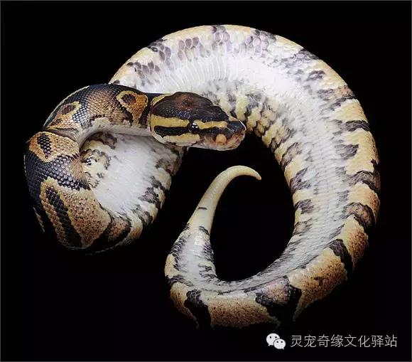 球蟒基因图鉴入门,球蟒基因品系大全