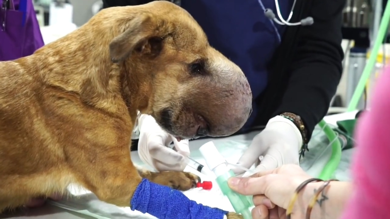 狗狗头破了整个瘫了怎么办,狗狗头部皮下蜂窝织炎治疗方法