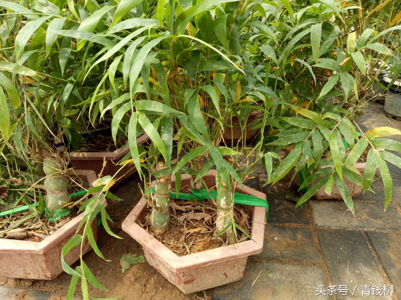 盆景植物制作方法,盆栽竹子教程