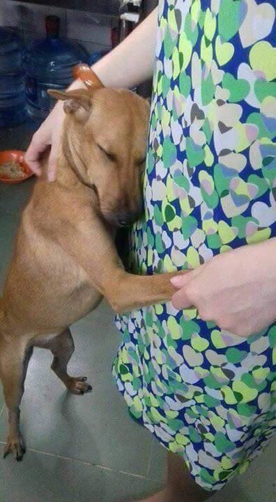 当自己的狗走丢之后！发现被塞入一个装满狗的铁笼