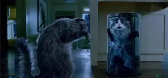 就让加菲毁掉你的中秋吧喵哈哈哈