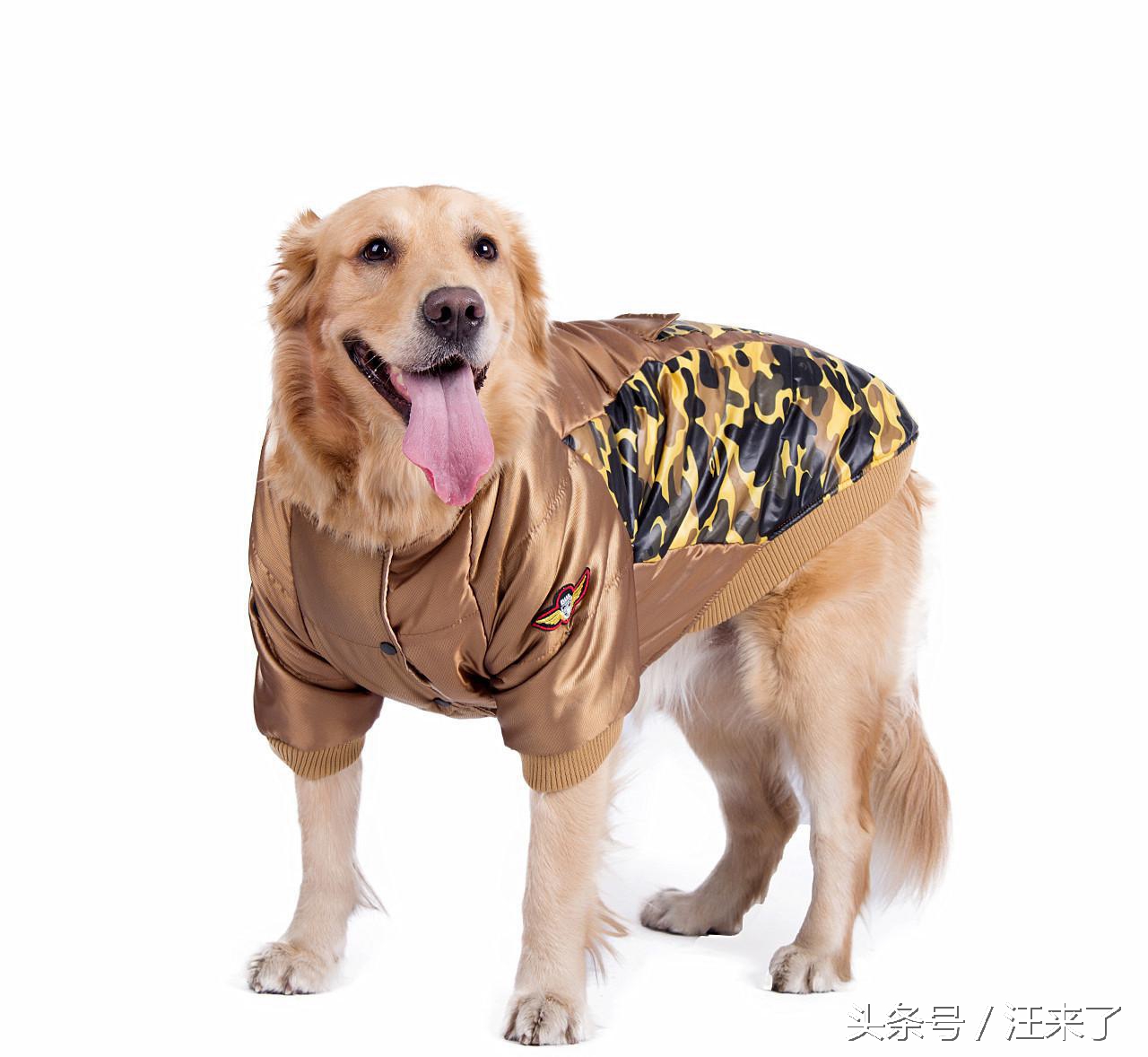 家里狗毛太多怎么办,家里的狗毛处理小妙招