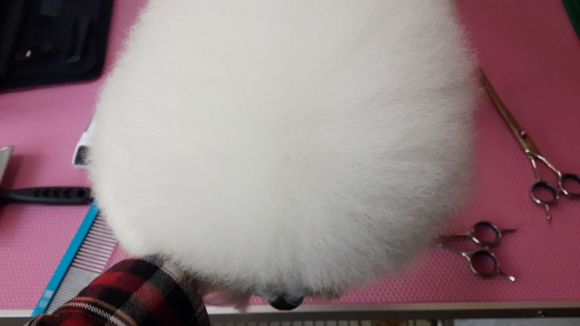 比熊怎么喂省钱,比熊自己做饭的健康食谱