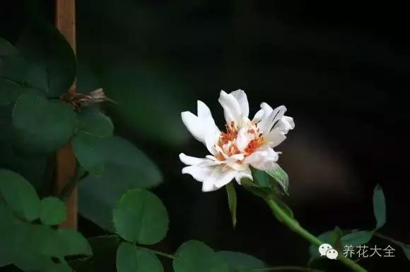 冰淇淋月季快开花的样子 (夏花标准的月季)