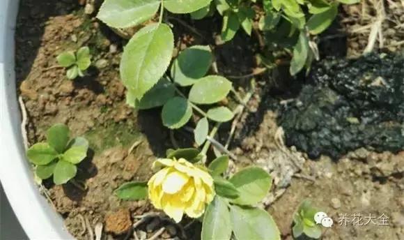 冰淇淋月季快开花的样子 (夏花标准的月季)