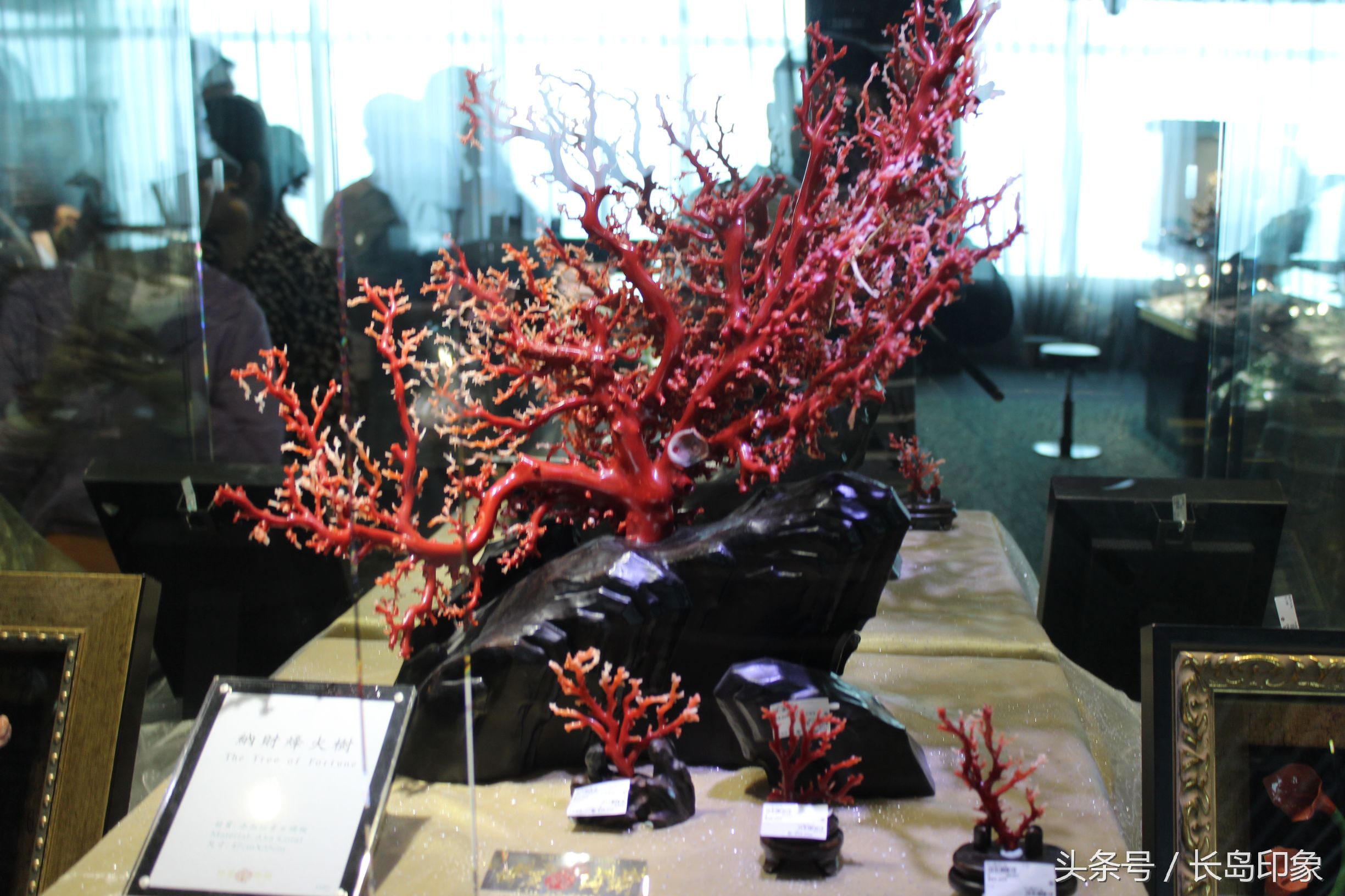 红珊瑚台湾寓意,台湾红珊瑚和日本红珊瑚的区别
