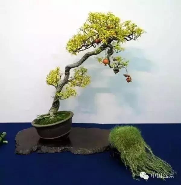 中秋赏桂花吃月饼,中秋佳节吃团圆