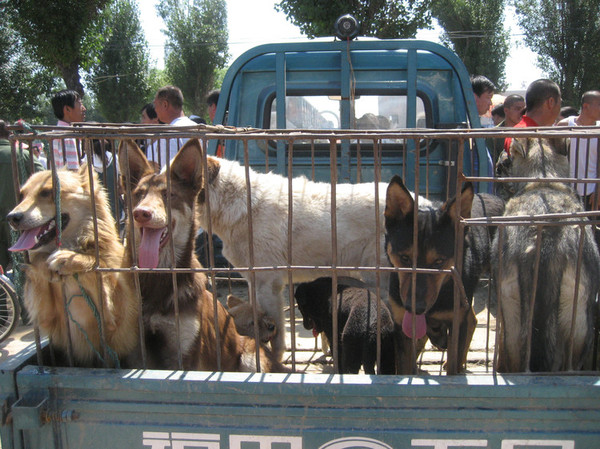 宠物狗市场黑话,宠物市场的狗到底能不能买