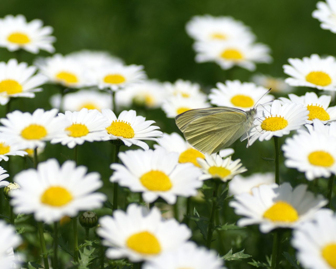 教大家一招快速恢复视力,超有用的400度视力恢复法
