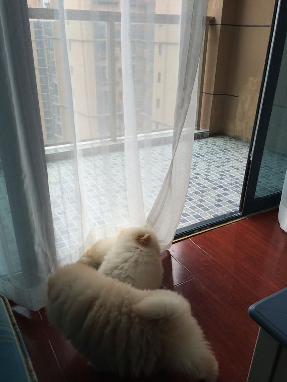 冬瓜南瓜！我家有一对松狮小活宝~