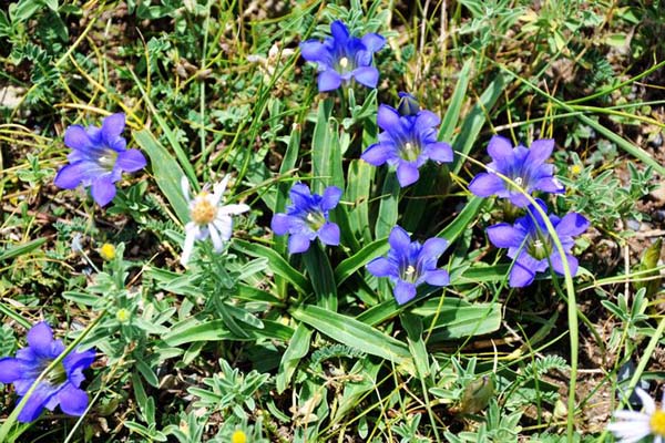 农村满地的野草都是宝,农村到处都是宝完整版
