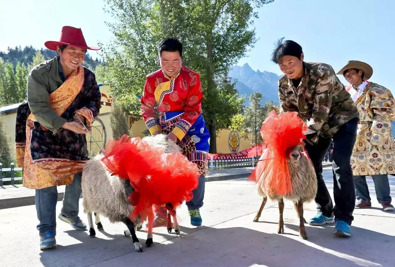 *党**亲·暖村大都麻村：互联网+六轮驱动盘活藏乡穷山村