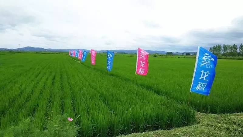 行业|时代工匠——倍丰集团:一粒大米,万千情怀