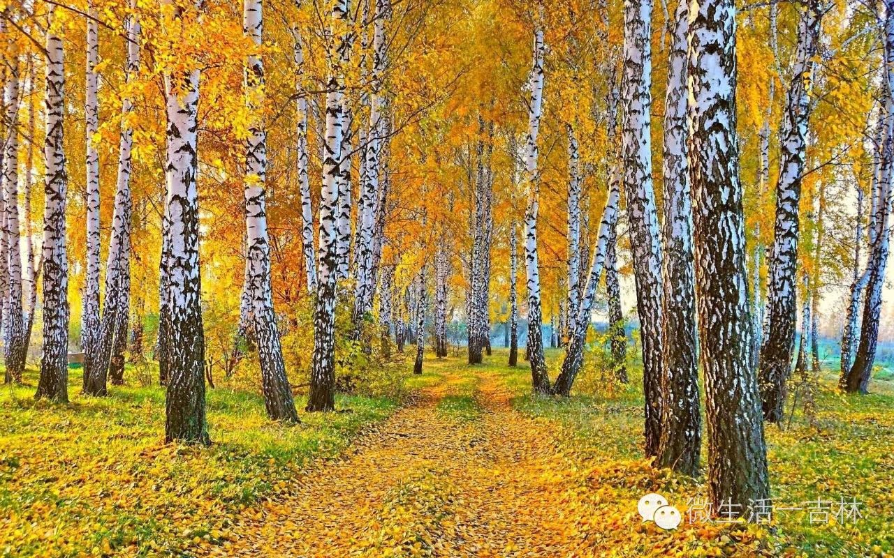 鍚夋灄甯傚幙鍖烘湁鍝簺,鍚夋灄甯傛湁鍝簺鍘垮尯