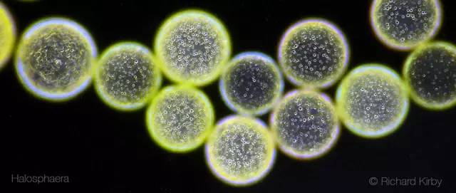 海洋最美的浮游生物图片,一滴水里的浮游世界