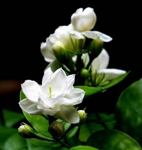 万花筒︱这些国花姹紫嫣红各有风采