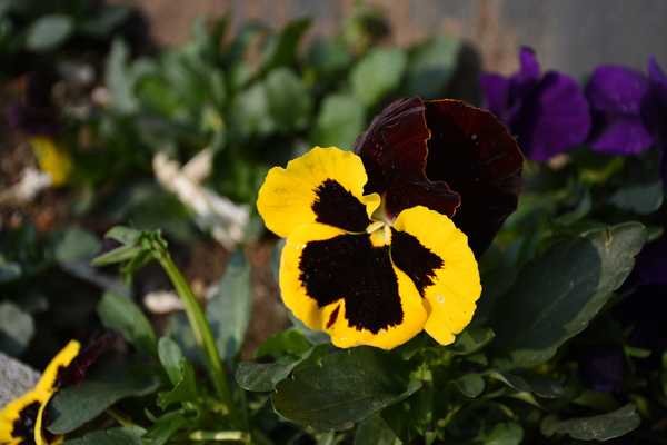 春天去婺源5天自驾游攻略,追随春的脚步