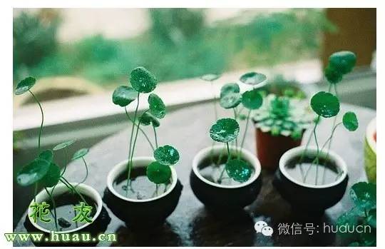 水养植物在里面烂根了该怎样处理,水养植物烂根后的处理方法