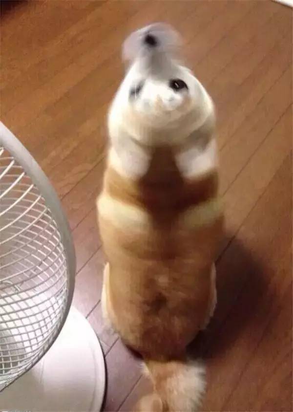 大金毛是真正的暖男,大金毛不愧是大暖男