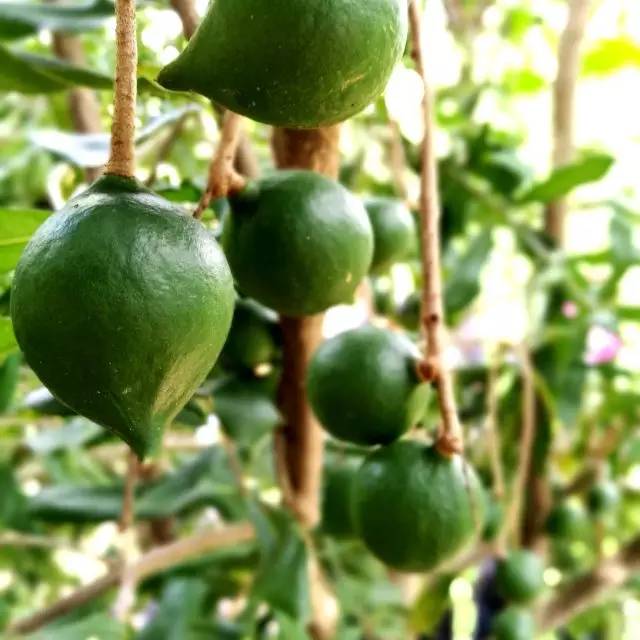 元江的特色美食有哪些 (元江美食干货)