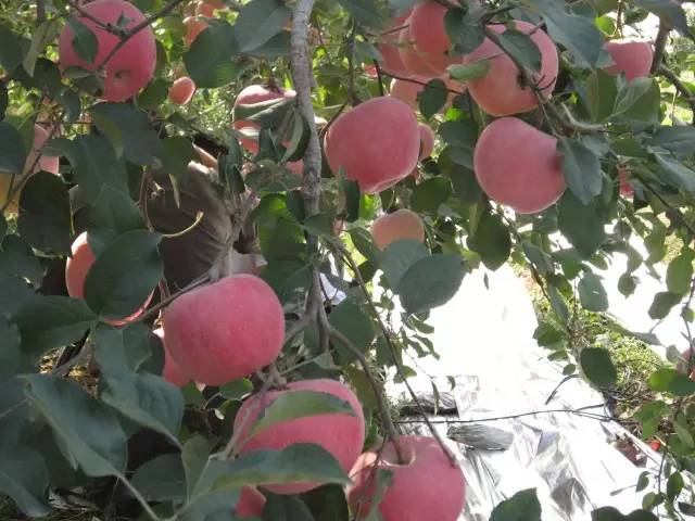 昌平区农业示范园采摘苹果,北京昌平苹果最佳采摘期