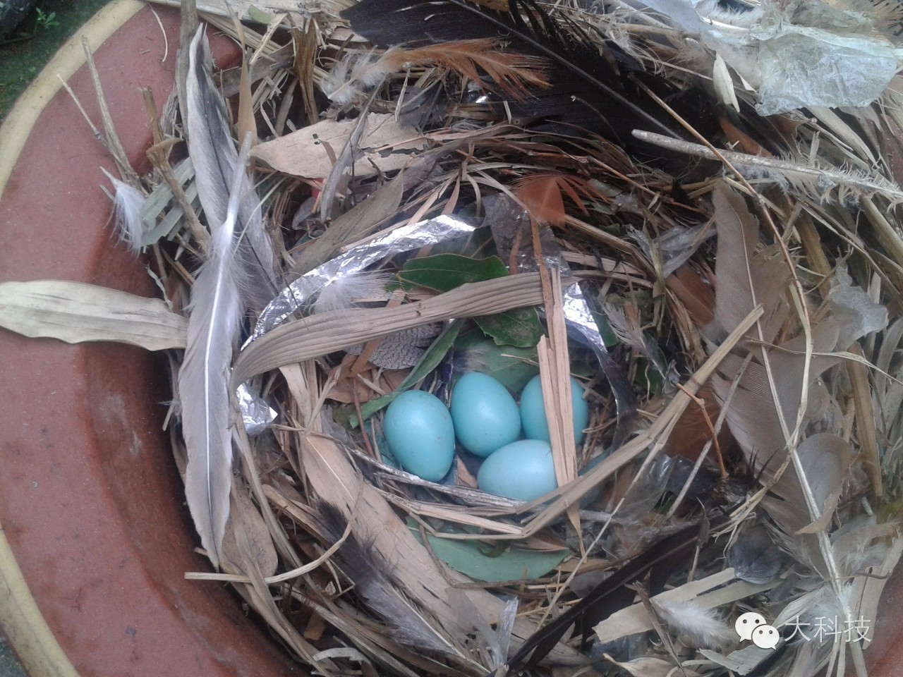 蛋壳里的世界,蛋壳的奇妙旅行