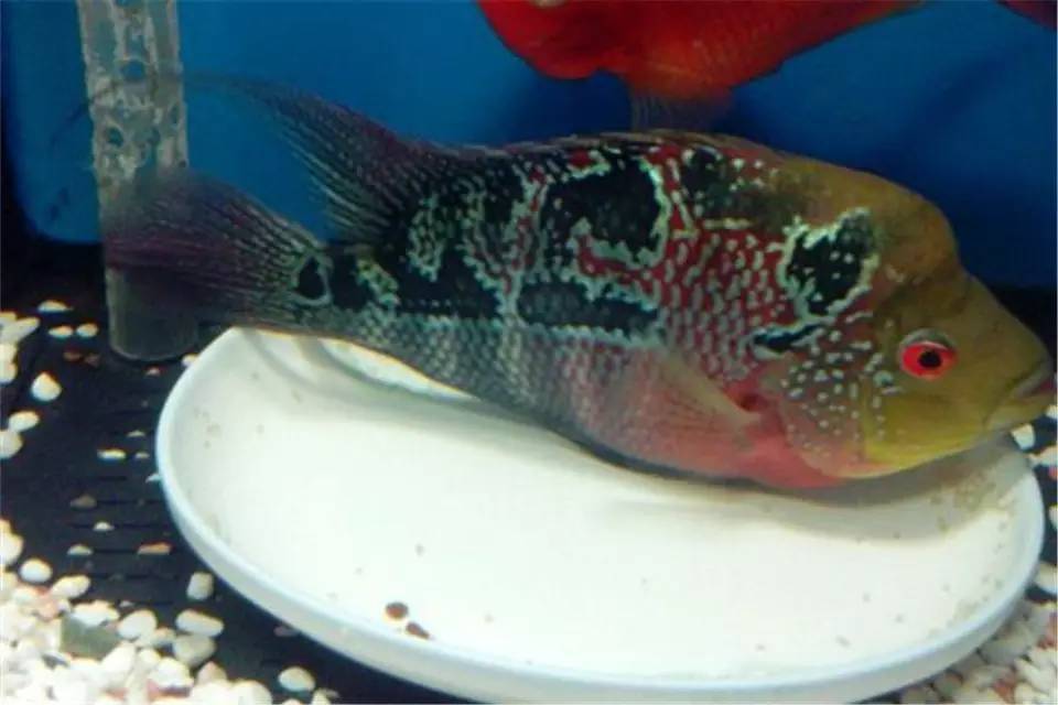 怎么养才能让罗汉鱼变色,养好罗汉鱼的6个技巧