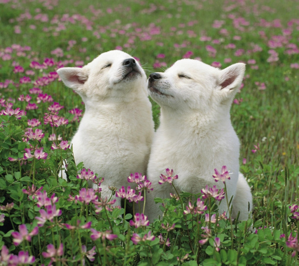 狗身上的腥味怎么才能去除,狗狗身上又腥又臭怎么回事