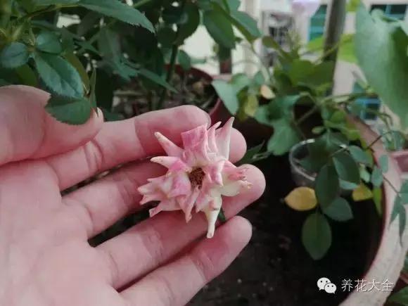 冰淇淋月季快开花的样子 (夏花标准的月季)