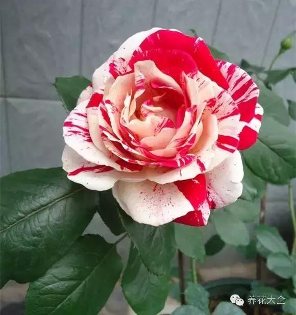 冰淇淋月季快开花的样子 (夏花标准的月季)