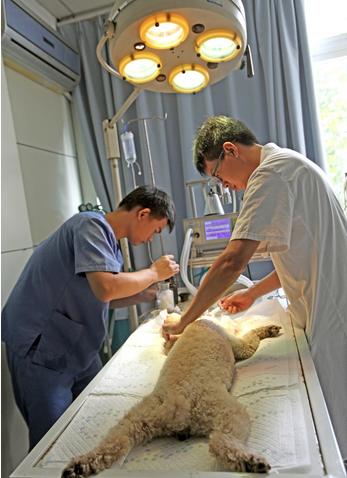 狗狗吃了异物拉出来后如何护理,狗狗吃异物后拉血怎么修复肠道