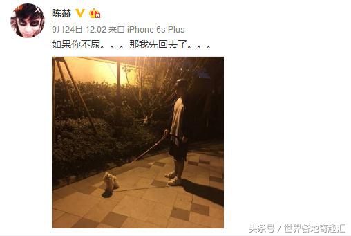 陈赫抱猫咪是什么猫,陈赫养了多少只猫
