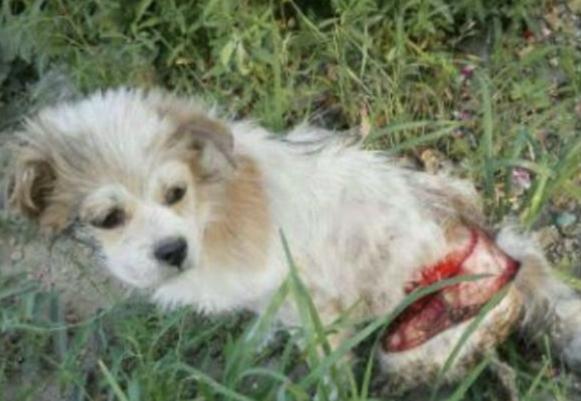 小狗被医院治死,小狗狗被人用糖葫芦刺穿身体