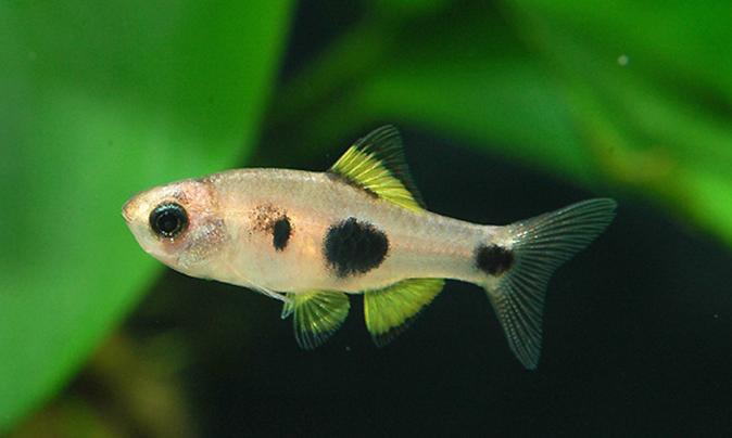 红绿灯鱼养殖方法和注意事项,海水观赏鱼皇后神仙适合新手吗