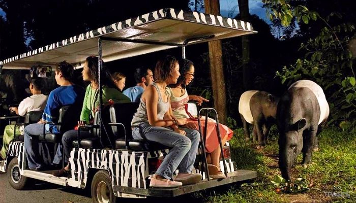 新加坡夜间野生动物园照片,新加坡夜间野生动物园攻略