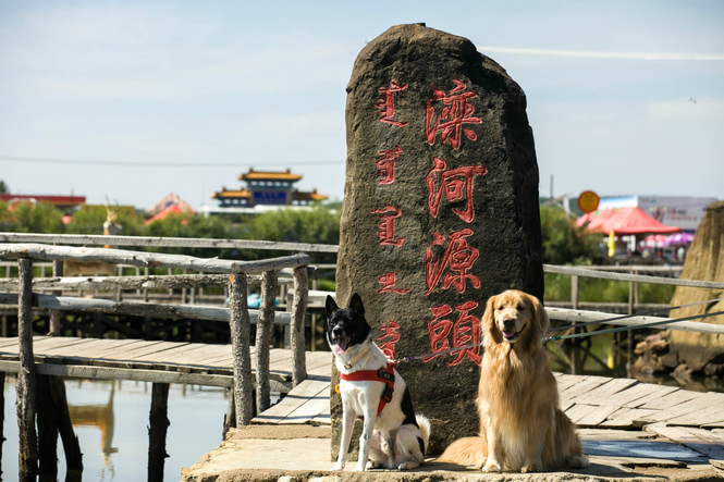 国庆狗狗出去浪,国庆带狗狗适合去哪玩
