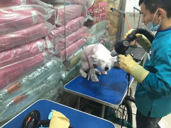 路边捡到一只萨摩耶,捡到萨摩耶有狗癣