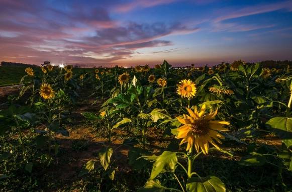 南京国庆假期有哪些免费景点推荐,国庆期间南京有哪些景点免费