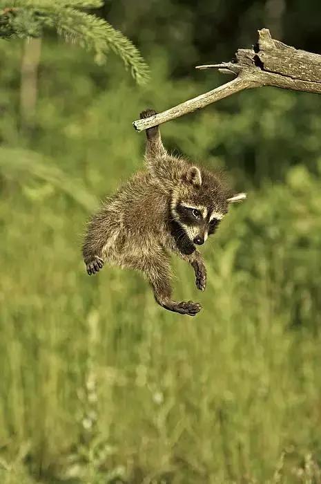 萌宠小浣熊,可爱的小浣熊图片
