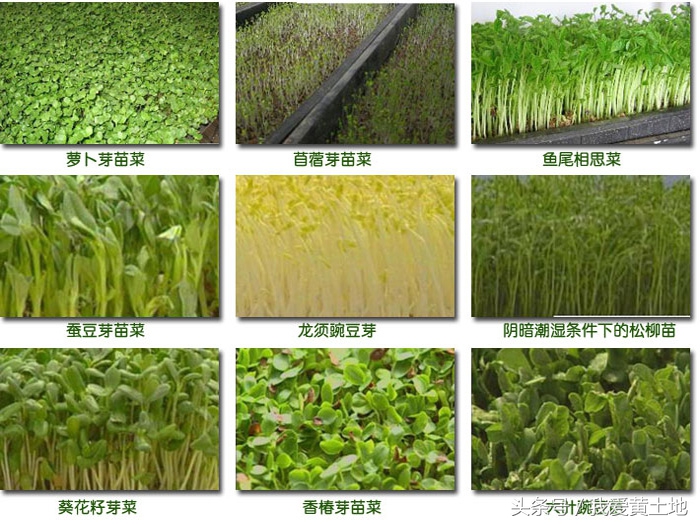 南瓜芽苗菜的种植技术和方法,室内芽苗菜种植技术靠谱吗